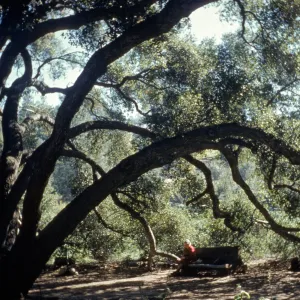Sitting Under the Meadow Oaks