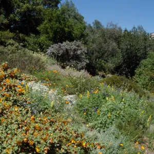 Porter Trail in the Spring, east slope in bloom