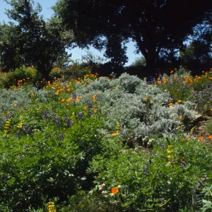 Porter Trail slope in bloom