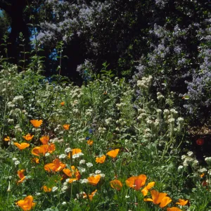 Poppies, Phacelia and Ceanothus in bloom on the Porter Trail