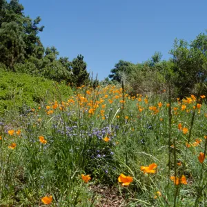 Poppies on the Porter Trail, Spring 2001