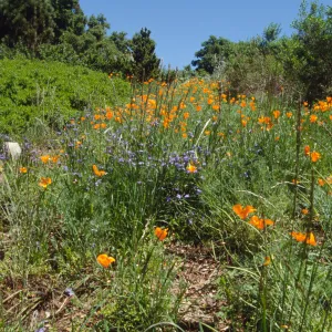 Poppies on the Porter Trail, Spring 2001