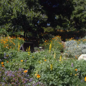 Porter Trail in the Spring, wood bench amongst the wildflowers