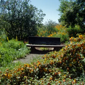wood bench on the Porter Trail, Fremontodendron in bloom