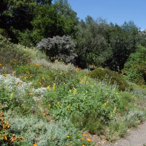 Spring on the Porter Trail, wildflowers on the east slope