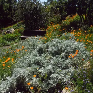 wood bench nestled among the wildflowers along Porter Trail