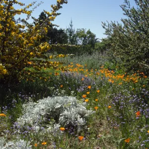 Wildflowers along Porter Trail