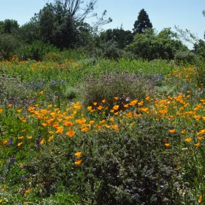 Wildflowers along Porter Trail