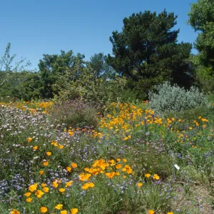 Wildflowers along Porter Trail