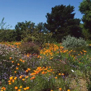 Wildflowers along Porter Trail