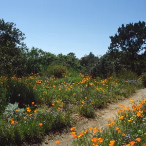 Wildflowers along Porter Trail