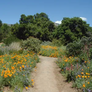 Wildflowers along Porter Trail