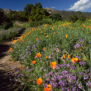 Wildflowers along Porter Trail
