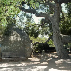 Meadow Oaks, wood bench, backside of Blaksley Boulder, Pavered Path