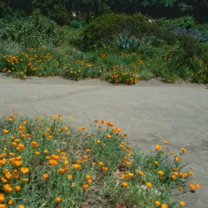 poppies in bloom, Lower Meadow