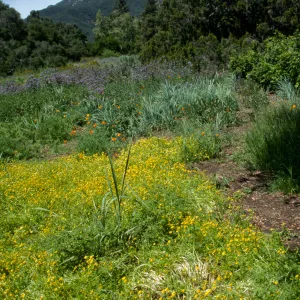 Eastern Edge of Meadow