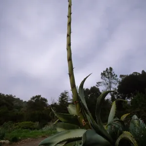 Agave sobria with tall inflorescence in Dudleya Display