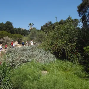 Ground Cover Display garden and Desert Section from entrance, ï¿½ Marie Gayeski (sage)