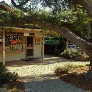 Entrance to garden gift shop, Entrance Oak (Coastal Live Oak), ï¿½ Marie Gayeski