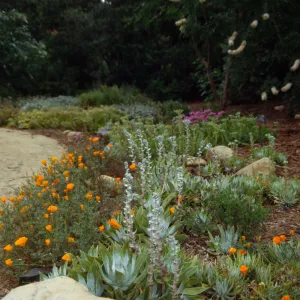 trail into Dudleya (liveforevers) Display garden