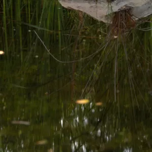 Reflection in garden pond near meadow, ©Alan Weisskopf