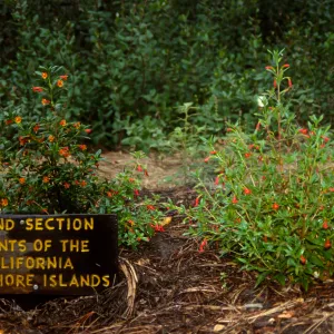 Island Section sign, Mimulus flemingii