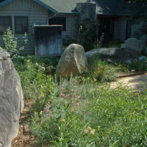 view of the plantings behind the Herbarium and up to the Cottage