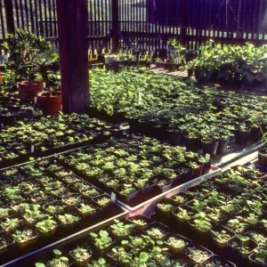 Horticulture Unit covered growing area, potted plants