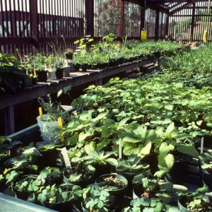 Horticulture Unit, potted plants growing on benches in lathe house
