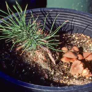 Horticulture Unit, pine seedling in pot