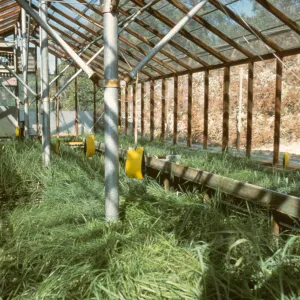 Horticulture Unit, Myrick lathe house