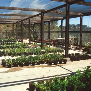 Horticulture Unit covered growing area, gallon pots, potted plants