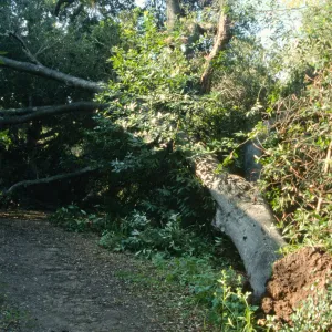 Uprooted tree location