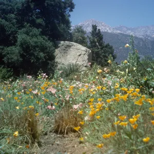 Blaksley Boulder, wildflowers, mountain view