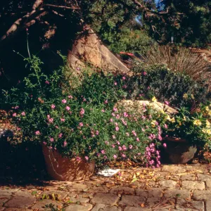 potted plants at Garden Entrance, pavered path