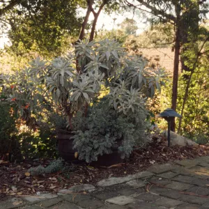 Entrance display, pavered path, potted plant