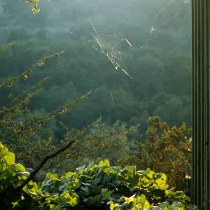 Patterns in the Garden