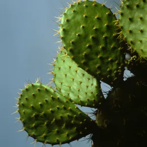 Cactus (Prickly-pear)