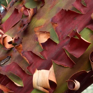 Cypress bark