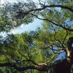 majestic oak (Coastal Live Oak) canopy with blue sky