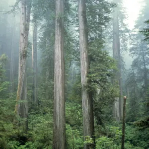 Coast Redwood forest