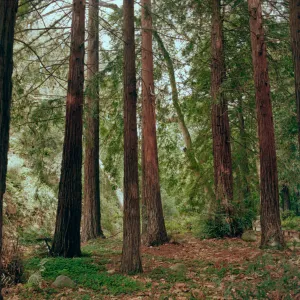 SBBG Redwood Section (Coast Redwood)