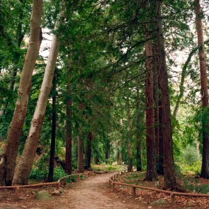 SBBG Redwood Section (Coast Redwood)