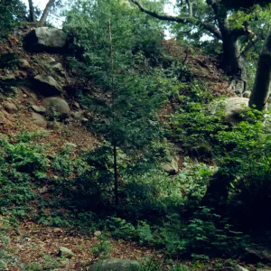 Mission Canyon slope