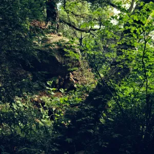 large boulder on Mission Canyon slope above Mission Dam