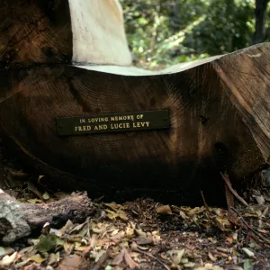 wood bench (Fred and Lucy Levy plaque) on east side of Mission Dam, Redwood Section