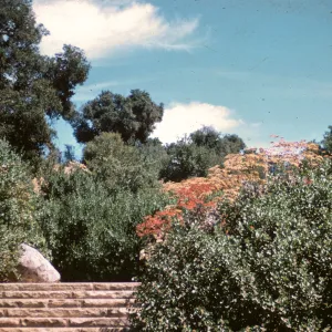 SBBG Entrance steps, staircase, 1970