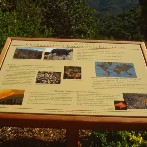 'Chaparral, A California Specialty' interpretive panel