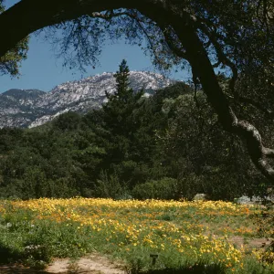 SBBG Meadow, framed by coast live oak, mountain view
