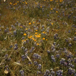 Surf, Lupinus nanus and California poppies